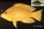 Enlarged Image of 'Epibulus insidiator'